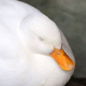 Meet your Posher, Pate